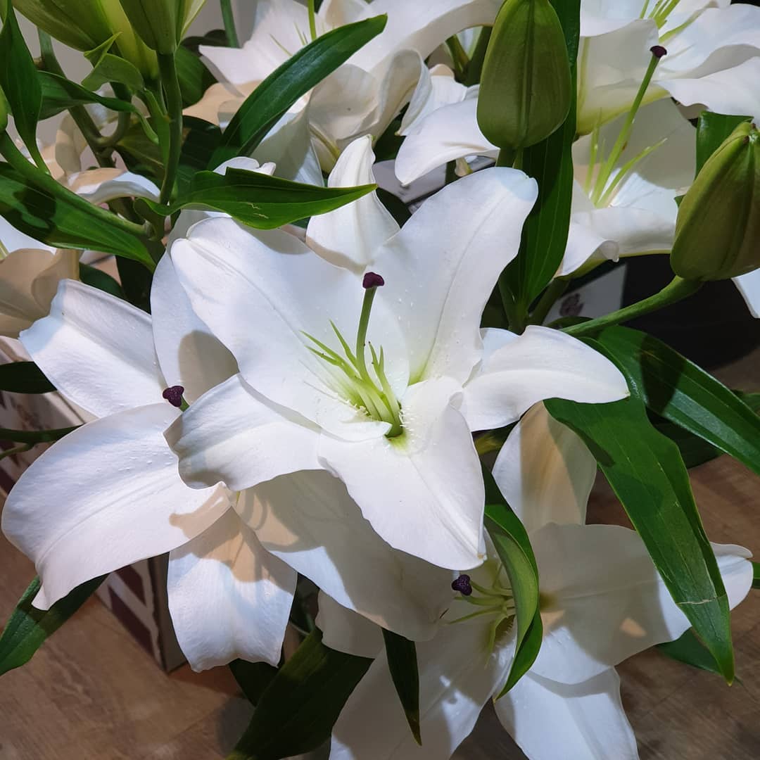 แจกัน ขาว-เขียว คลาสสิก ดอกไม้หลัก ลิลลี่ ยูคาลิปตัส/ใบไม้ — ผลงานร้านดอกไม้ Sweetflower by Issaree
