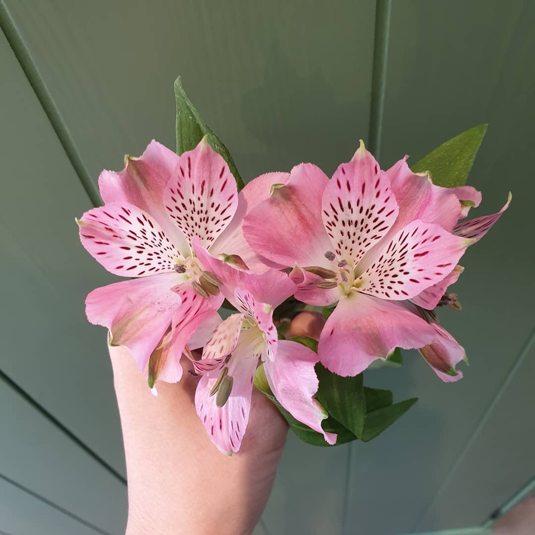 ช่อ พาสเทล ดอกไม้หลัก ลิลลี่ — ผลงานร้านดอกไม้ Sweetflower by Issaree