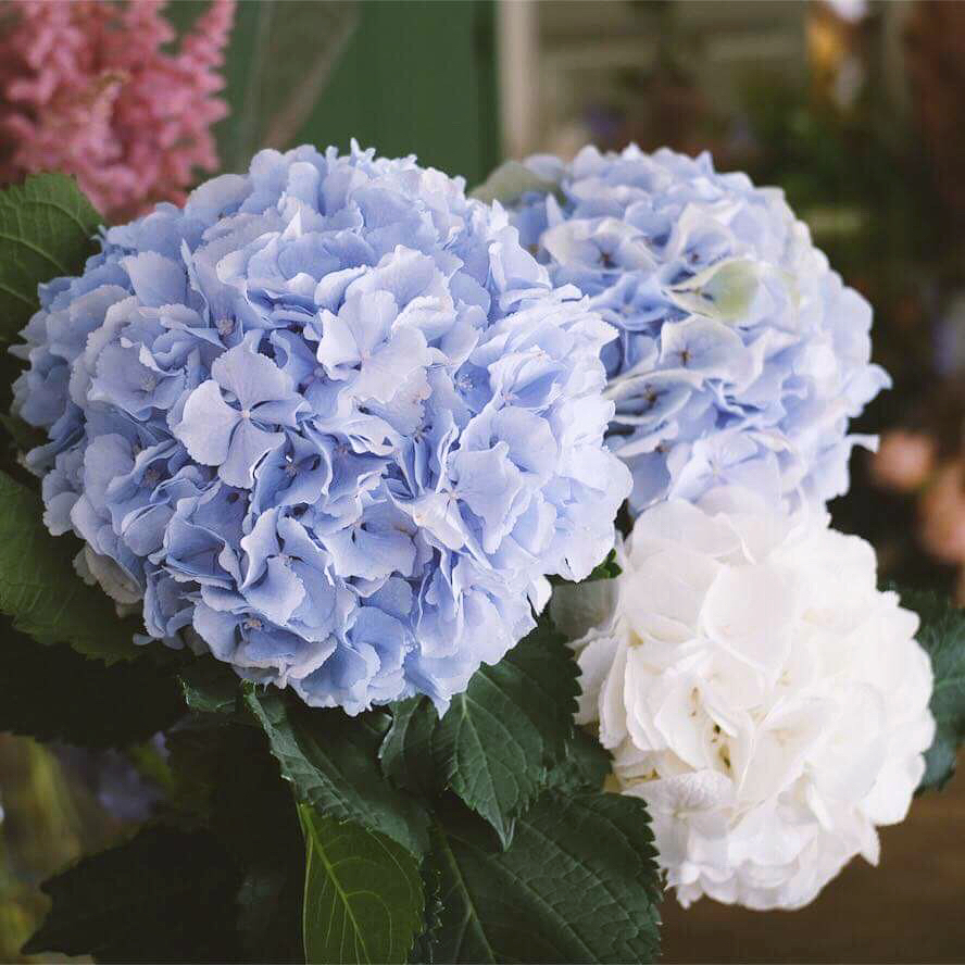 ช่อ ม่วง-ฟ้า หวาน ดอกไม้หลัก ไฮเดรนเยีย — ผลงานร้านดอกไม้ Sweetflower by Issaree — ภาพที่ 1 จาก 3