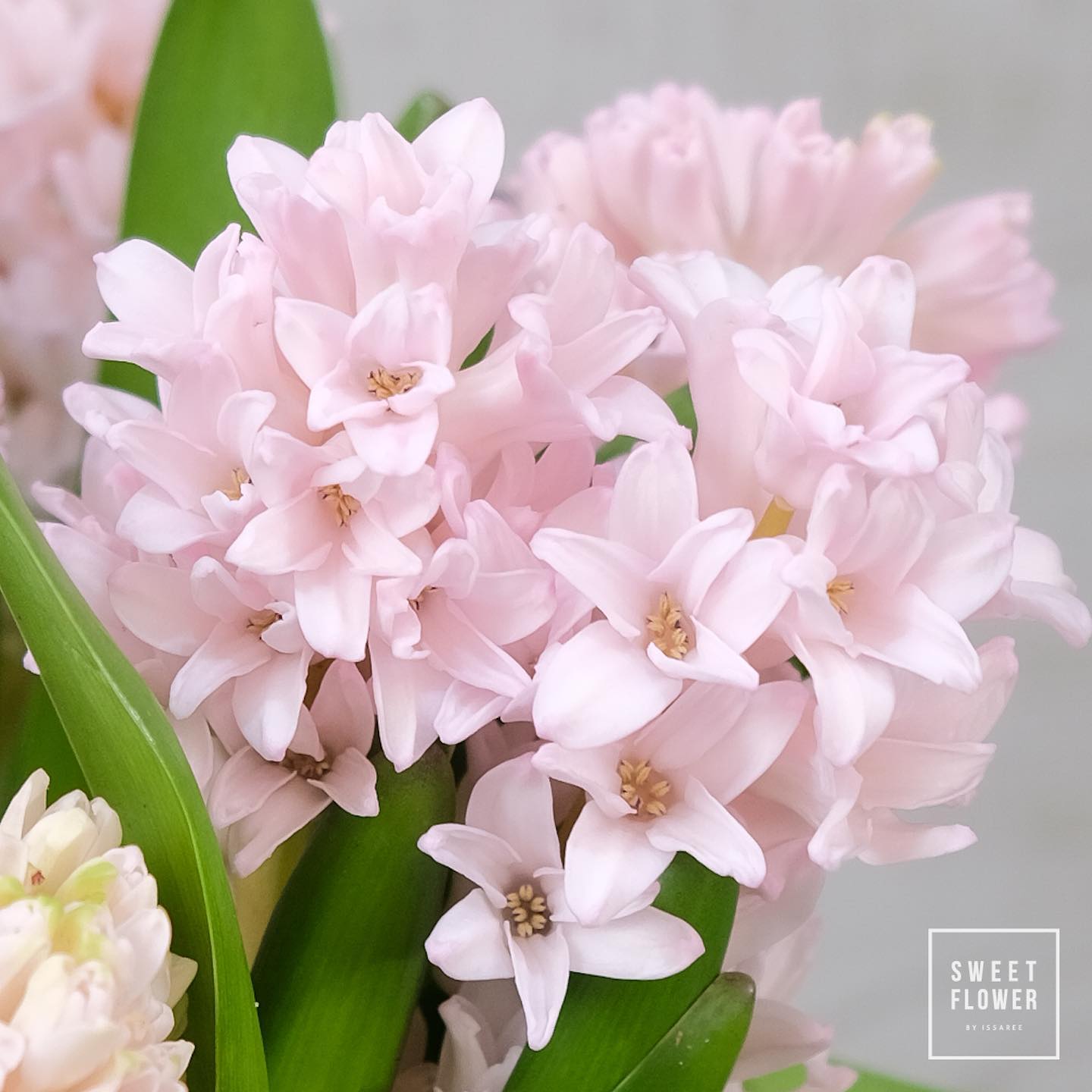 ช่อ พาสเทล หวาน ดอกไม้หลัก กล้วยไม้ — ผลงานร้านดอกไม้ Sweetflower by Issaree