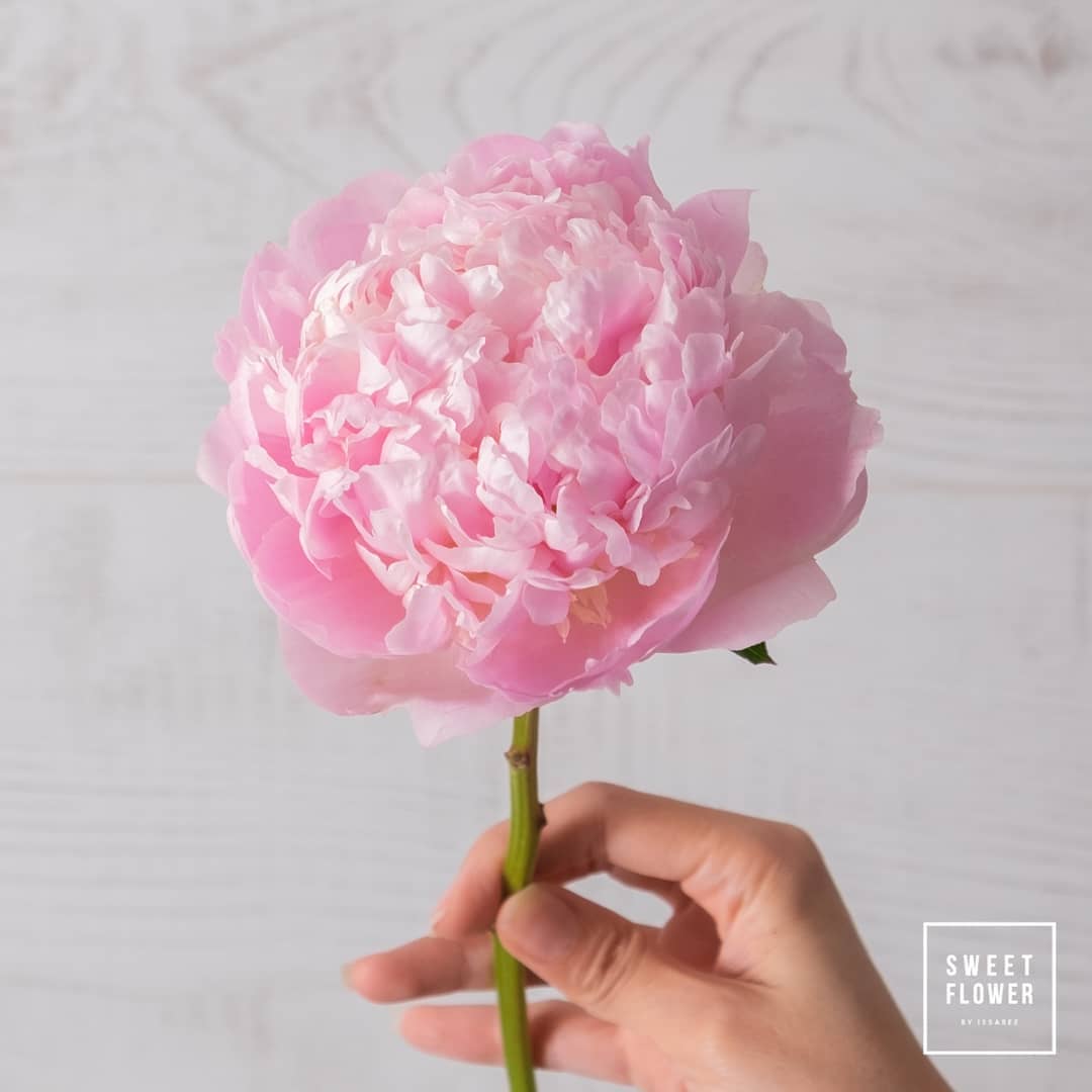 ช่อ พาสเทล ดอกไม้หลัก พีโอนี่ — ผลงานร้านดอกไม้ Sweetflower by Issaree — ภาพที่ 2 จาก 2