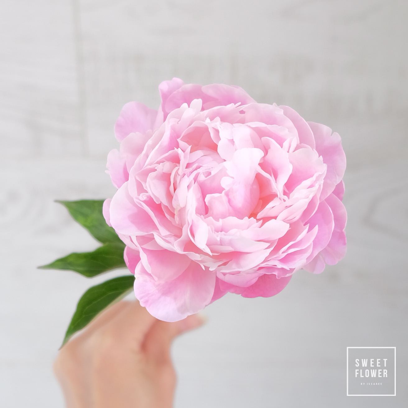 ช่อ พาสเทล ดอกไม้หลัก พีโอนี่ — ผลงานร้านดอกไม้ Sweetflower by Issaree