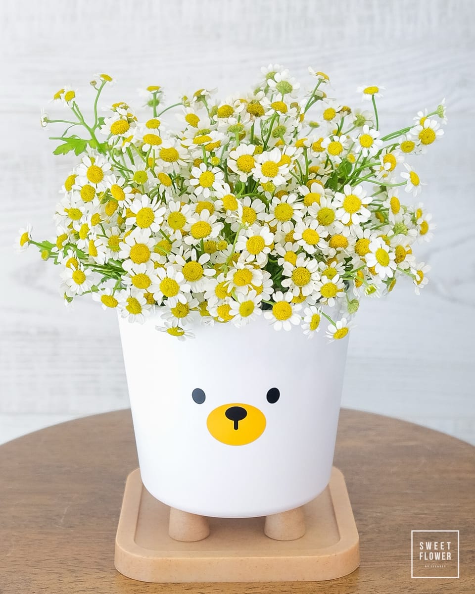 แจกัน สดใส สดใส ดอกไม้หลัก เดซี่/มาร์กาเร็ต — ผลงานร้านดอกไม้ Sweetflower by Issaree