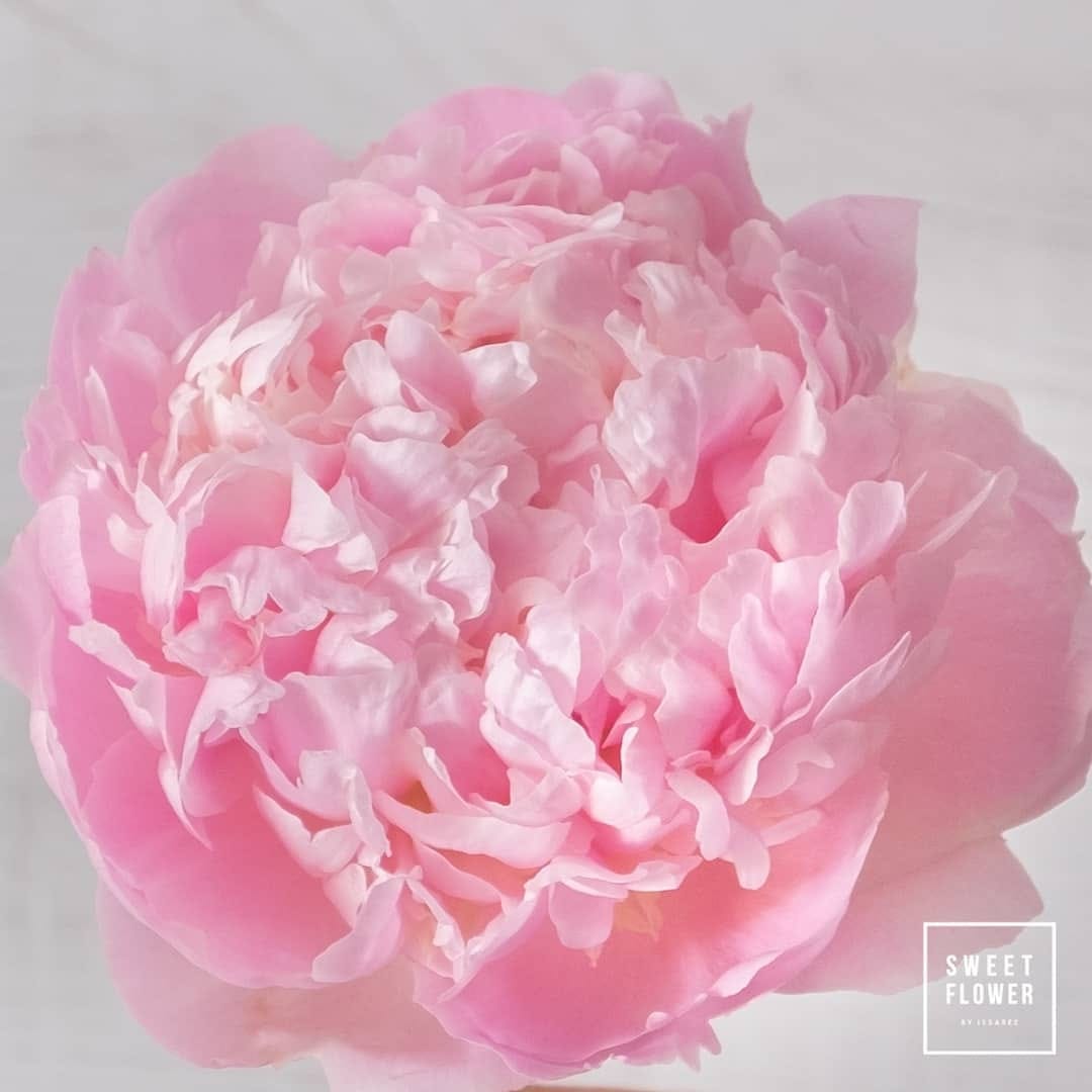 ช่อ พาสเทล ดอกไม้หลัก พีโอนี่ — ผลงานร้านดอกไม้ Sweetflower by Issaree — ภาพที่ 1 จาก 2