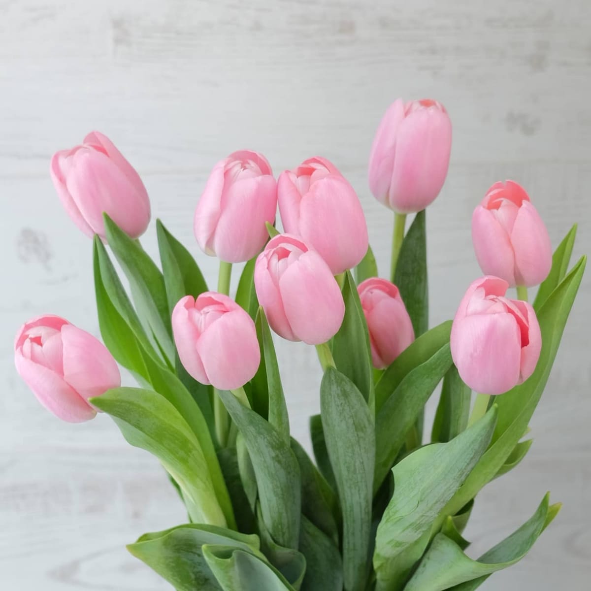 ช่อ พาสเทล คลาสสิก ดอกไม้หลัก ทิวลิป — ผลงานร้านดอกไม้ Sweetflower by Issaree — ภาพที่ 1 จาก 1